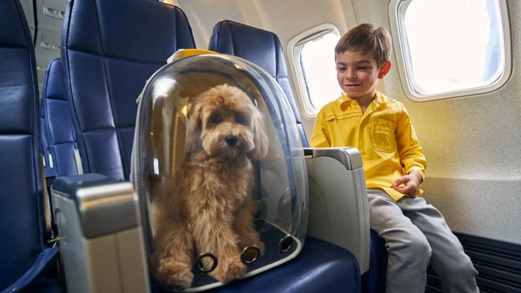 chien qui voyage en cabine d'avion