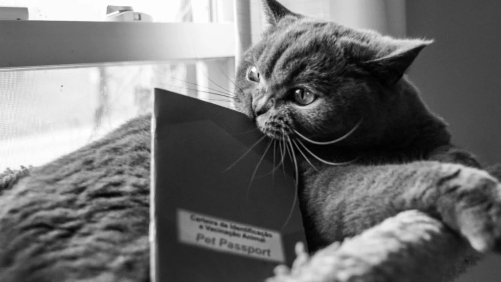 chat avec son passeport