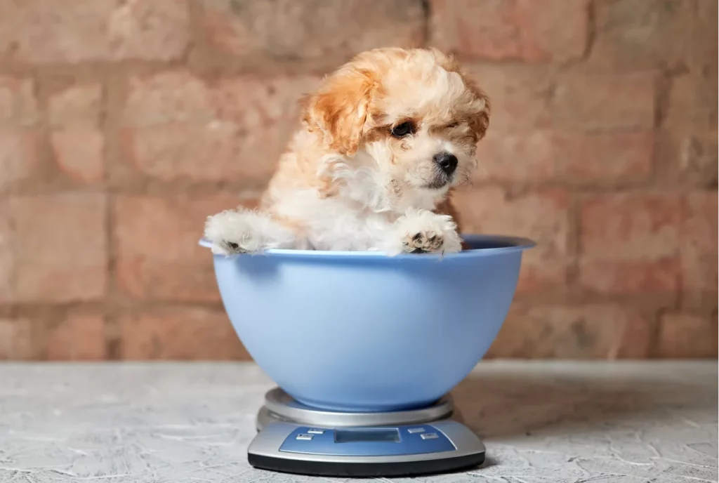 chien sur une balance