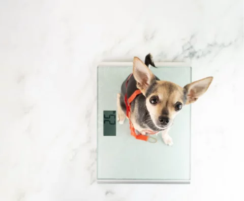 poids maximum voyage chien cabine avion