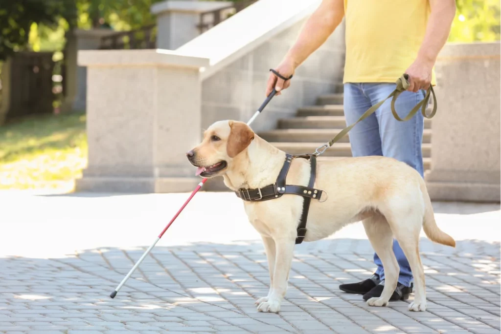 chien d'assistance