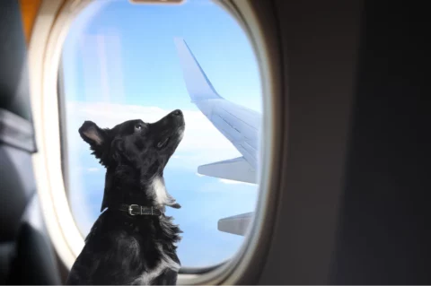 chien dans l'avion regardant par le hublot