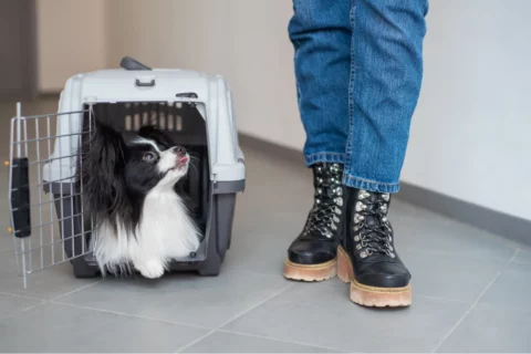 cage chien voyage en soute