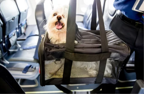 chien qui voyage en cabine d'avion