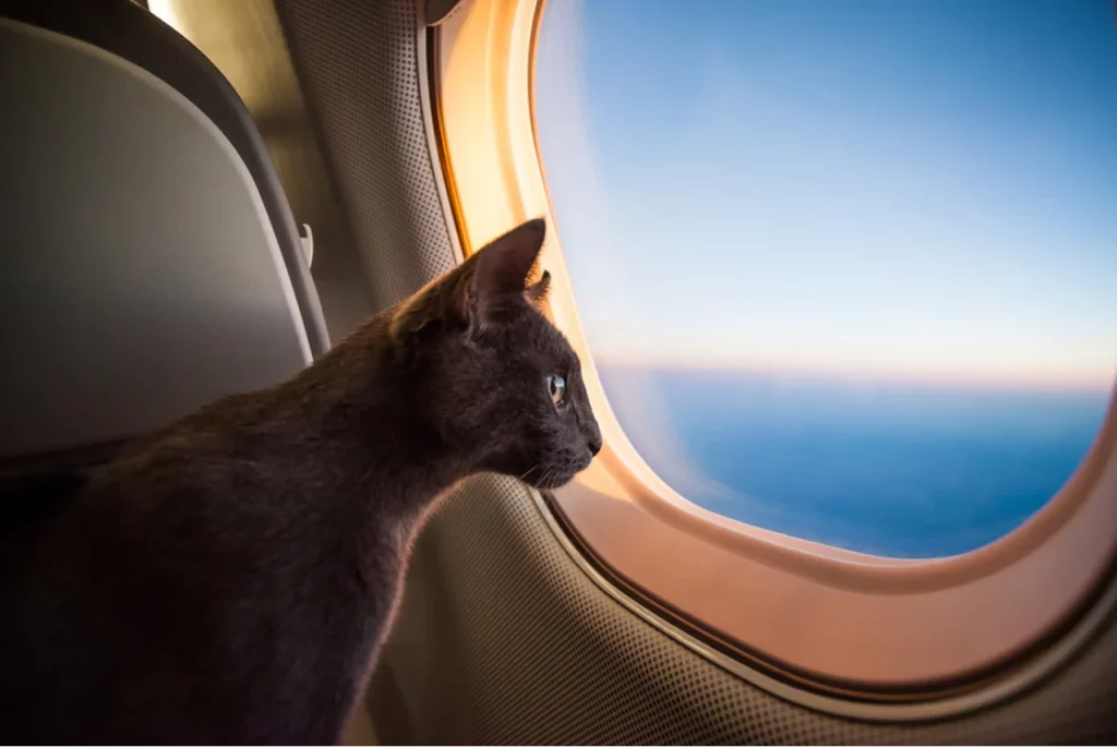 chat en avion