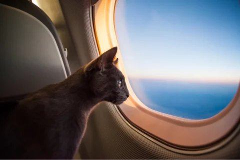 chat en avion